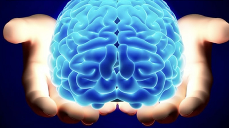Illustration 3D d’un cerveau tenu à deux mains